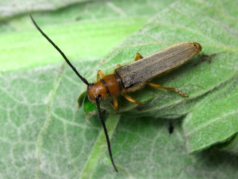 Oberea erythrocephala (Schrank, 1776)